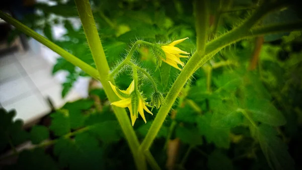 close view of tomato plant flower growing in farm field