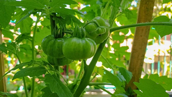 Serada yetişen yeşil domatesler