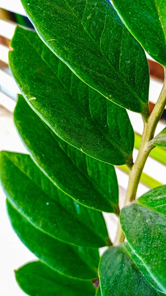 beyaz arkaplanda yeşil yapraklar