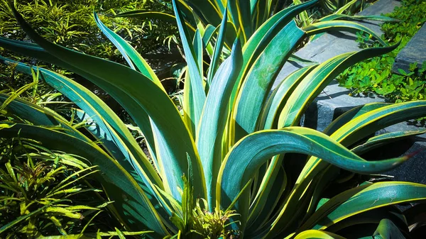 beautiful tropical palm leaves at daytime. nature background.