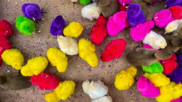 Rainbow Coloured Chicken Pups Nest —  Fotos de Stock