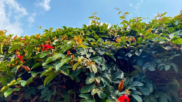 Bahçedeki bir ağacın olgun kırmızı ve sarı yaprakları