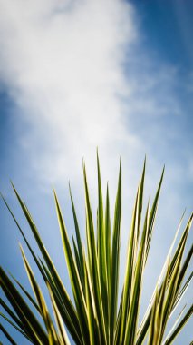 Green palm leaves on the blue sky background. Green Coconut Leaf