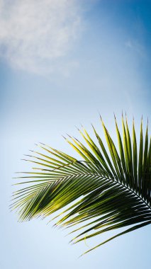 Palm tree on a background of a cloudy sky. Coconut Tree Leaves