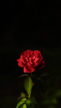 Red rose on a black background. Rose in the garden on a dark background, close view