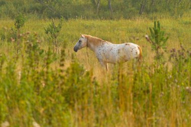Çayırdaki bir at. Boşluğu kopyala