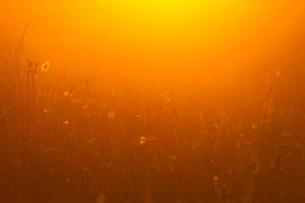 Рослини Лузі Прекрасне Тепле Сонячне Світло — стокове фото