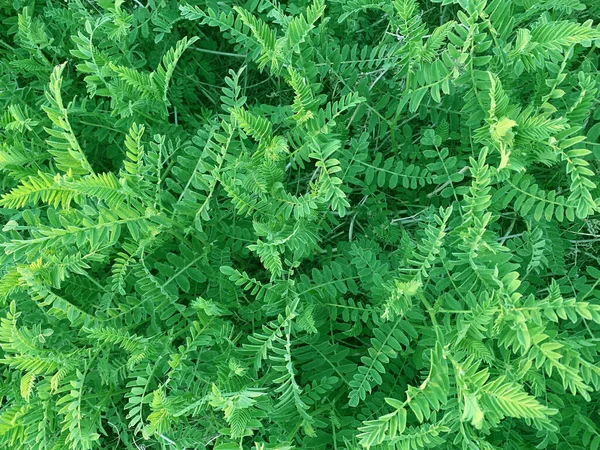 Grüner Pflanzenhintergrund Sommer Frühling Hintergrund — Stockfoto