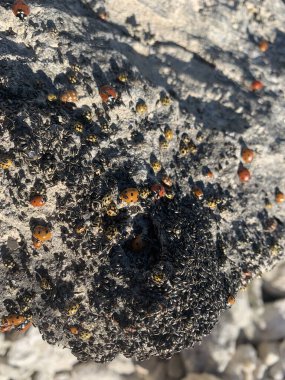 Kayada bir sürü kırmızı böcek var.