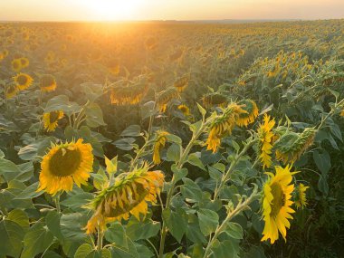 Ayçiçekli alan / Yaz mevsimi konsepti