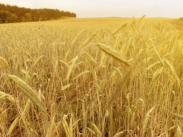 Goldenes Weizenfeld Und Blauer Himmel — Stockfoto