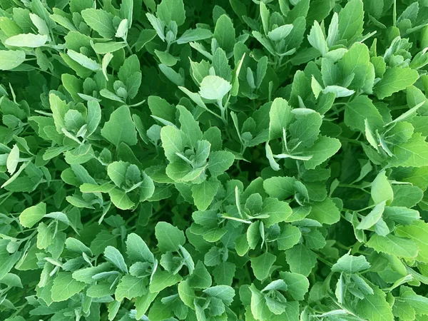 Zöld Növény Háttér Nyári Tavaszi Háttér — Stock Fotó