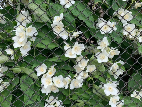 White flowers through a fence. Close up