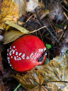 Kırmızı mantar / mantar / mantar / sinek agarisin orman