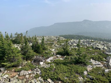 Dağlara ve ormana bak.