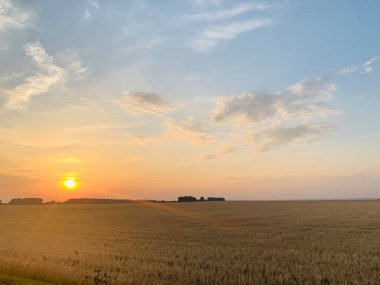 Buğday tarlasında parlak gün batımı.