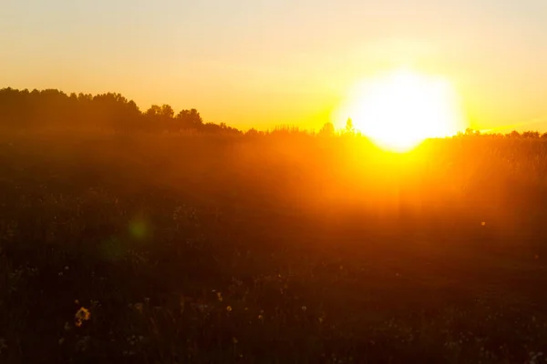 Рослини Лузі Прекрасне Тепле Сонячне Світло — стокове фото