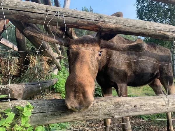 Großer Elch Naturschutzgebiet Ural Russland — Stockfoto