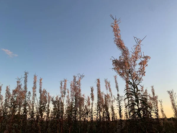 Plantas Num Prado Pôr Sol — Fotografia de Stock