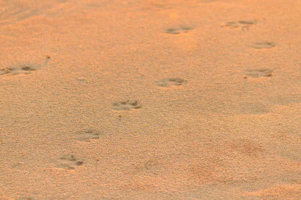 Impronte Piedi Cane Sulla Sabbia — Foto Stock