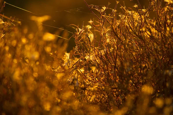 Sonbaharda tarlada kuruyan bitkiler.