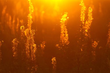 Çayırdaki bitkiler. Güzel sıcak güneş ışığı