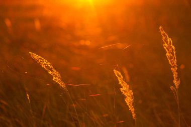 Sonbahar manzarası. Kuru bitkilerle dolu sonbaharda çayır
