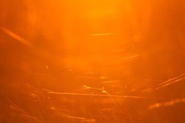 Çayırdaki minik örümcek ağı