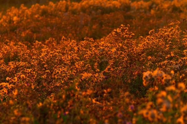 Plantes Dans Prairie Belle Lumière Soleil Chaud — Photo