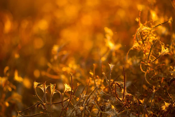 Сухие Растения Осенью Поле — стоковое фото