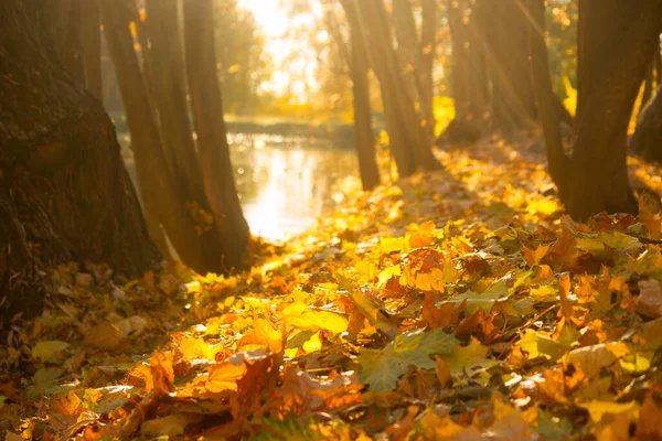Közelednek Őszi Levelek Sárga Narancs Levelek — Stock Fotó