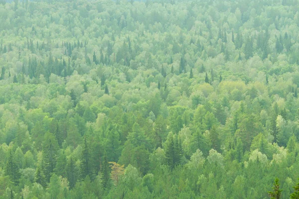 Gröna Kullar Och Berg Täckta Med Skog — Stockfoto