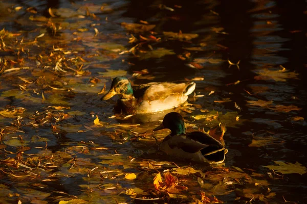 Pato Salvaje Está Nadando Lago Otoñal —  Fotos de Stock