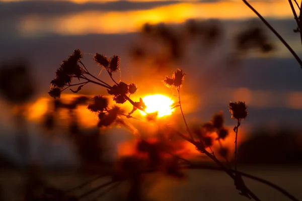 Piante Secche Contro Sole Colori Caldi — Foto Stock