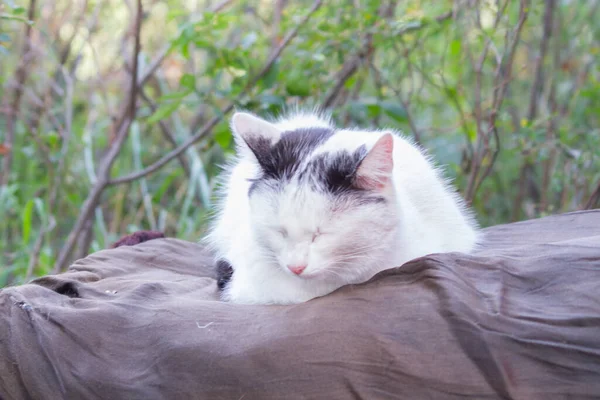 Bezdomovec Bílá Kočka Spí Ulici — Stock fotografie