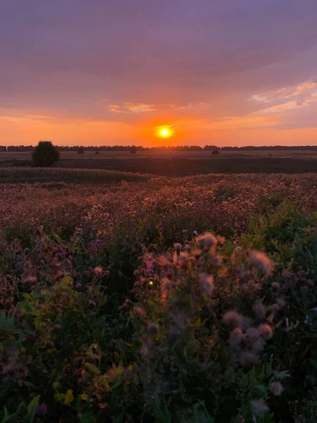 Coucher Soleil Lumineux Sur Prairie Été — Photo