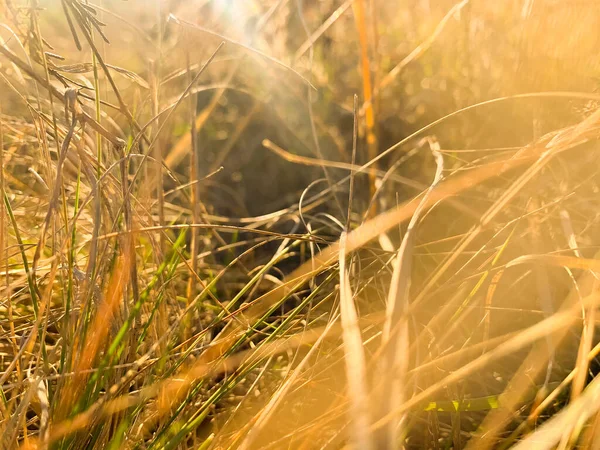 Feld Mit Trockenem Gras Herbst — Stockfoto