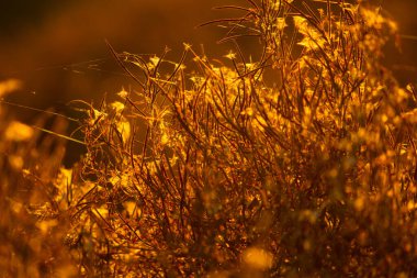 Sonbaharda tarlada kuruyan bitkiler.