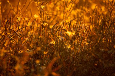 Sonbaharda tarlada kuruyan bitkiler.