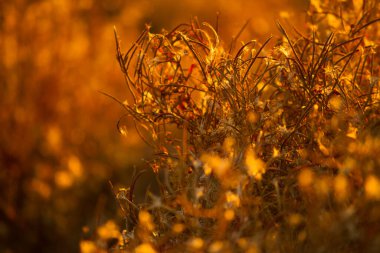 Sonbaharda tarlada kuruyan bitkiler.