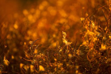 Sonbaharda tarlada kuruyan bitkiler.