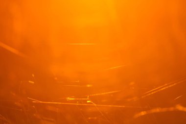 Çayırdaki minik örümcek ağı