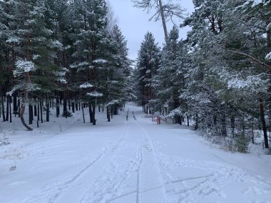 Arabadan kış yolu. Çam ağacı ormanı