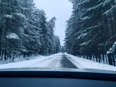 Arabadan kış yolu. Çam ağacı ormanı