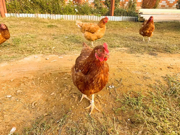 Gallinas Pueblo Otoño — Foto de Stock