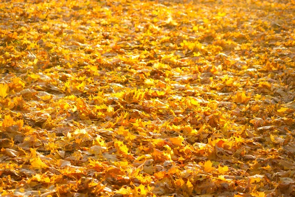 Folhas Outonais Fecham Folhas Amarelas Laranja — Fotografia de Stock