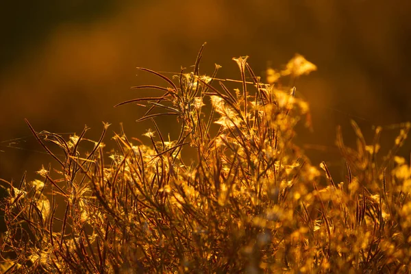 Suche Rośliny Jesienią Polu — Zdjęcie stockowe