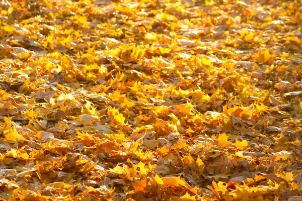 Foglie Autunnali Chiudono Foglie Gialle Arancioni — Foto Stock