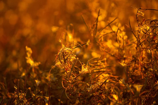 Plantas Secas Outono Campo — Fotografia de Stock