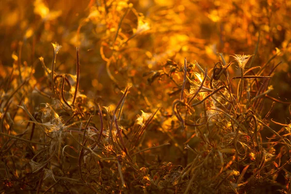 Suche Rośliny Jesienią Polu — Zdjęcie stockowe